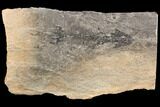 Discosauriscus (Permian Reptiliomorph) With Pos/Neg Split #125589-1